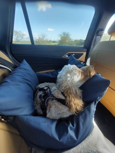 Customer photo review of The Dog Dock V2 New & Improved with ISO Fix