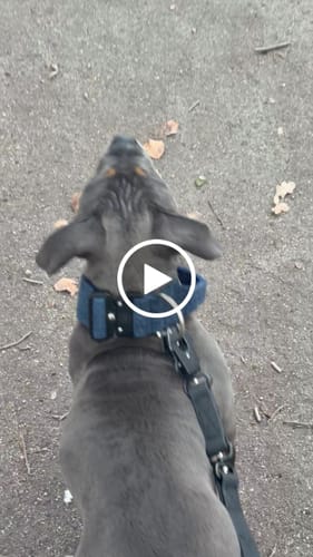 Customer video review of 5cm Tweed Combat® Collar | With Handle & Secure Clip - Midnight Blue