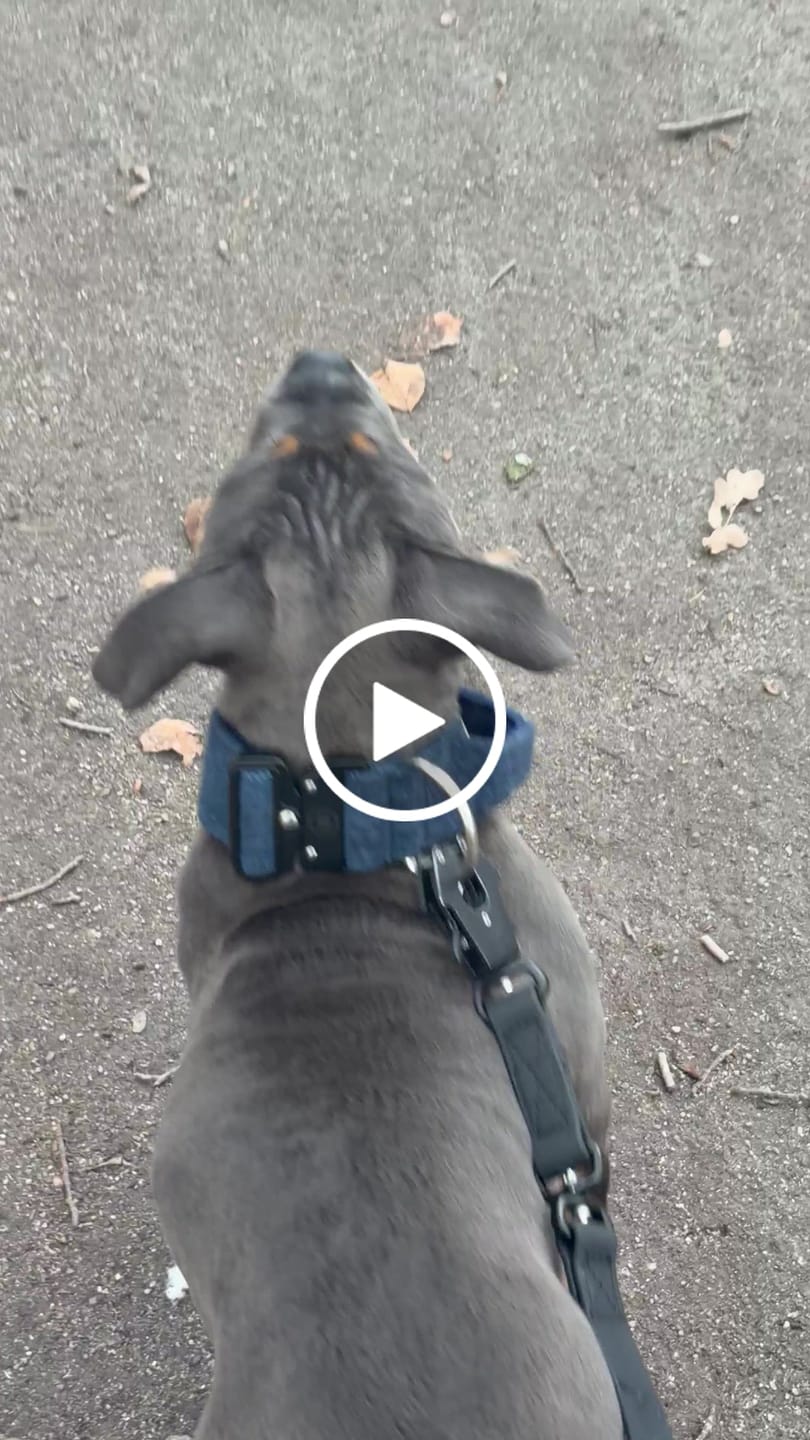Customer video review of 5cm Tweed Combat® Collar | With Handle & Secure Clip - Midnight Blue