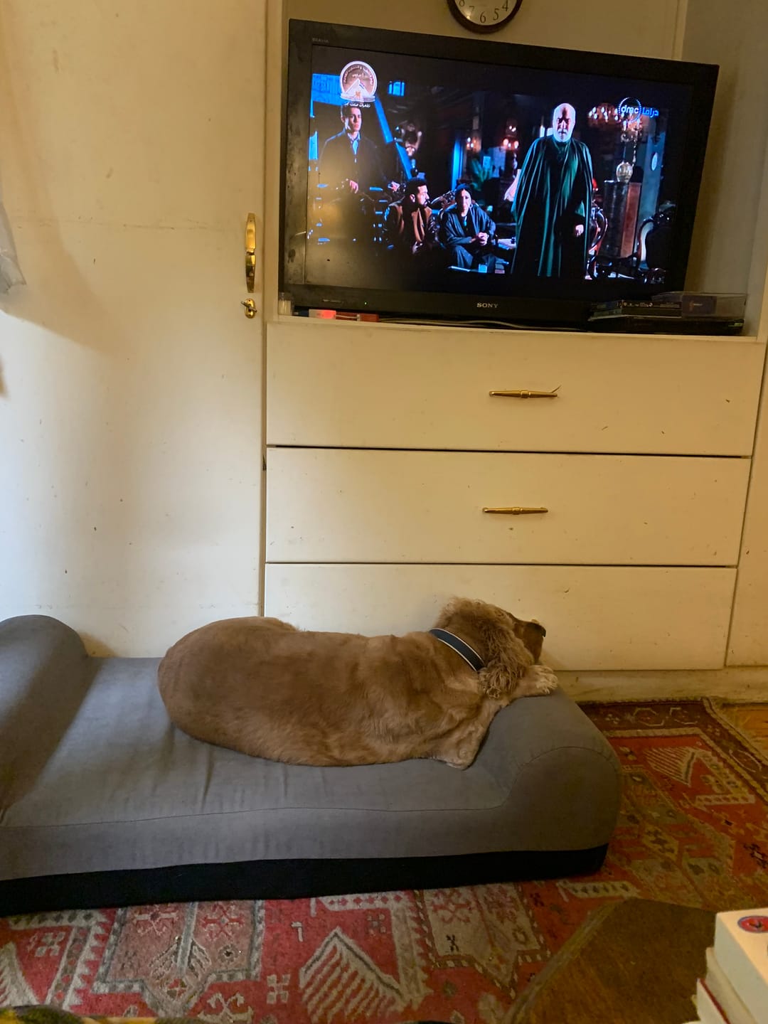 Customer photo review of Orthopedic Memory Foam Pet Bed - Rontac