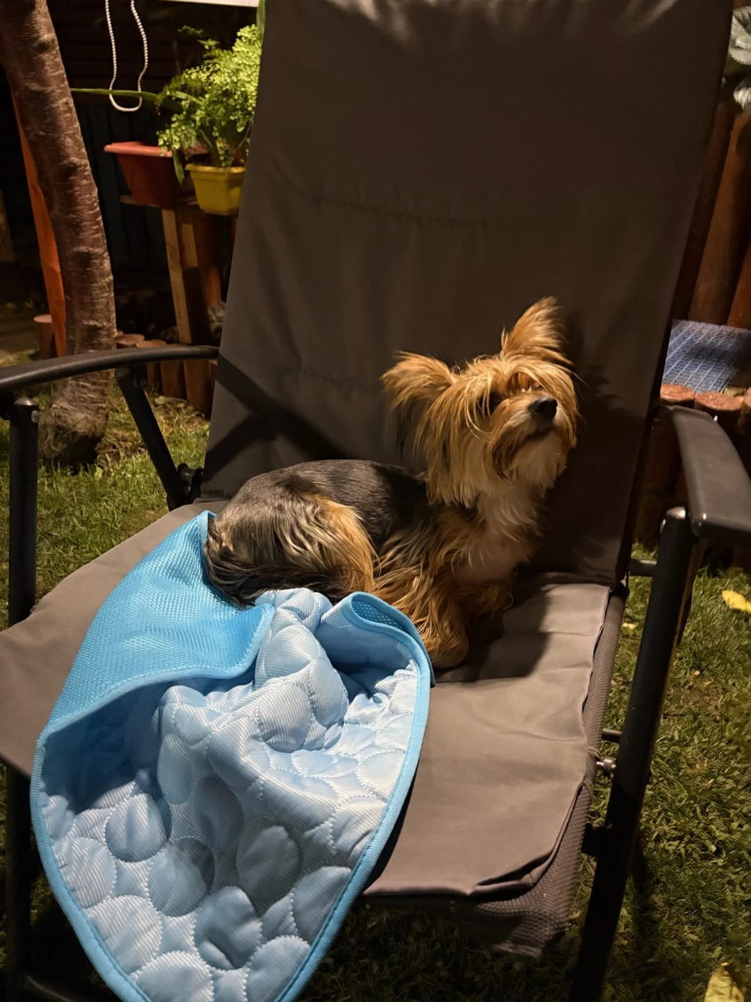 Customer photo review of TruePet Kühlmatte für Hunde & Katzen | Selbstkühlend ohne Strom | XS bis 2XL
