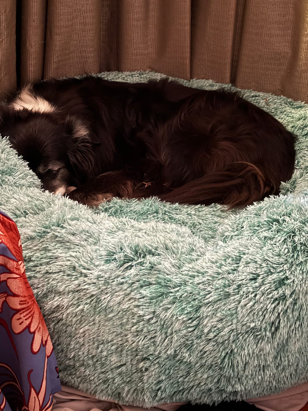 Customer photo review of Calming Pet Bed with Removable Cover