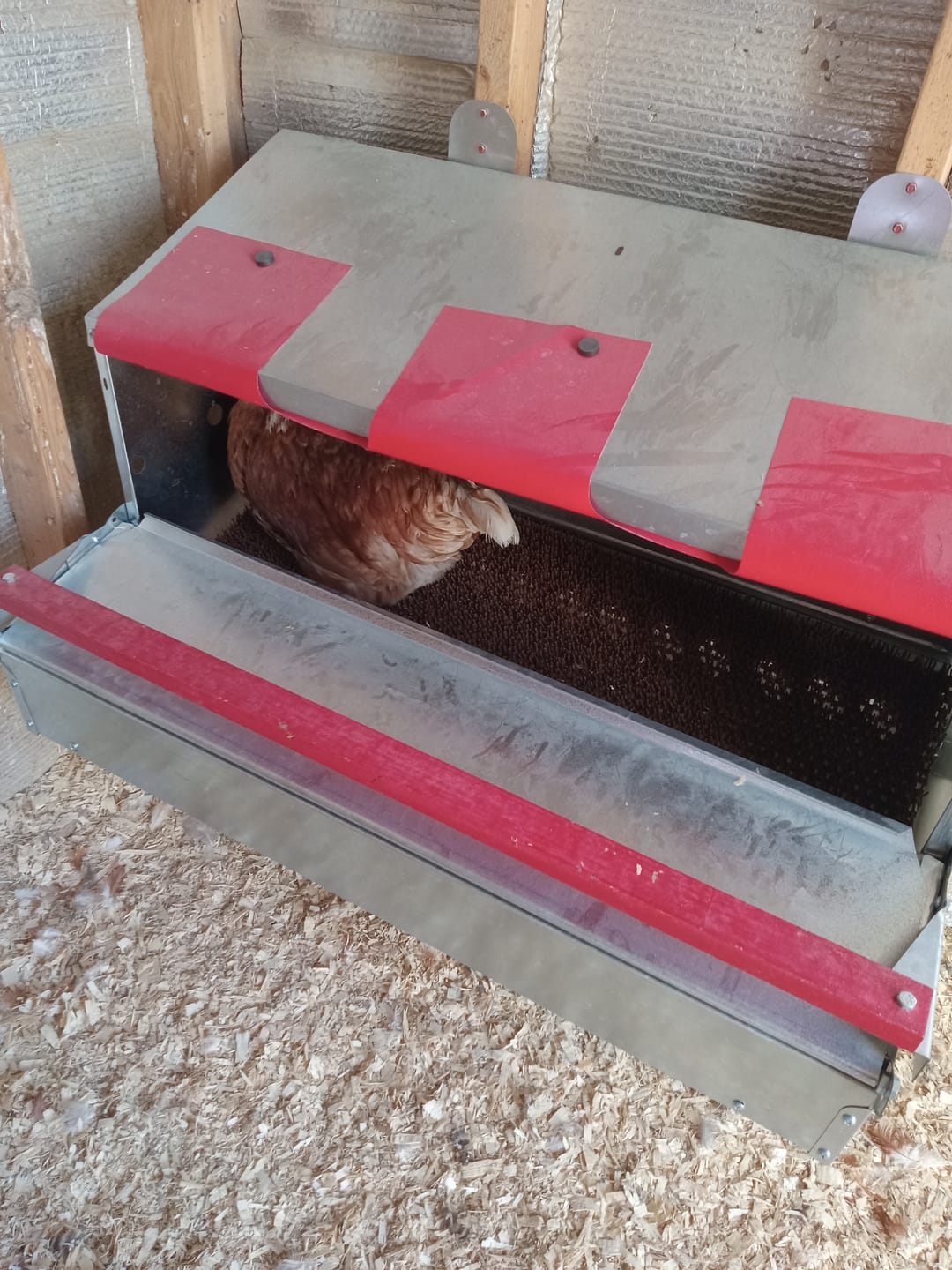 Customer photo review of Medium (34") Reversible Roll-out Nest Box (Up to 32 Hens)
