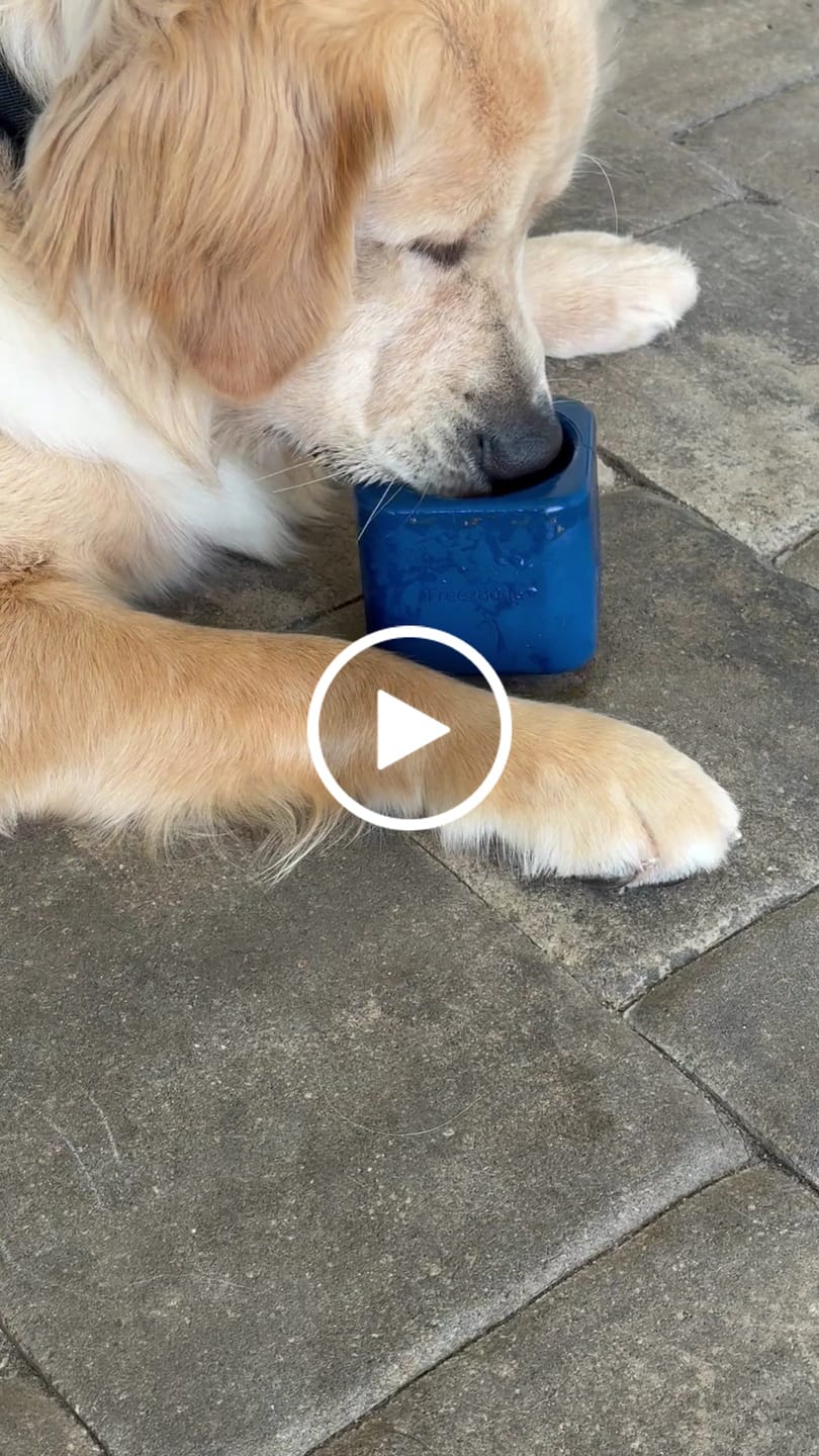 Customer video review of Freezbox - Super Tough Treat Toy