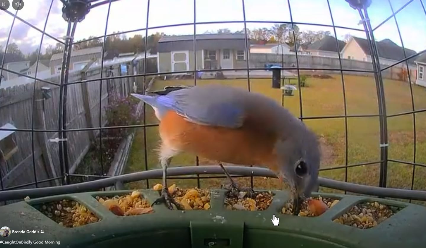 Customer photo review of Birdfy Feeder 2 Pro - Dual-Lens Smart Bird Feeder with Camera