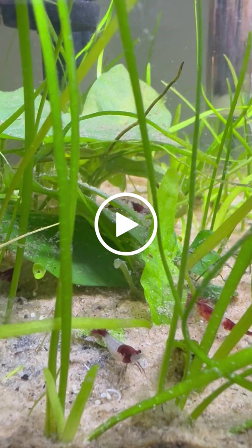Customer video review of Red Rili Shrimp