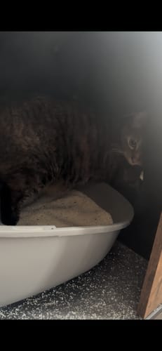 Customer photo review of 3 Month Supply - 1 Cat