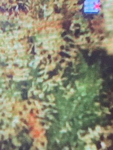 Customer photo review of Durban Poison - Sativa