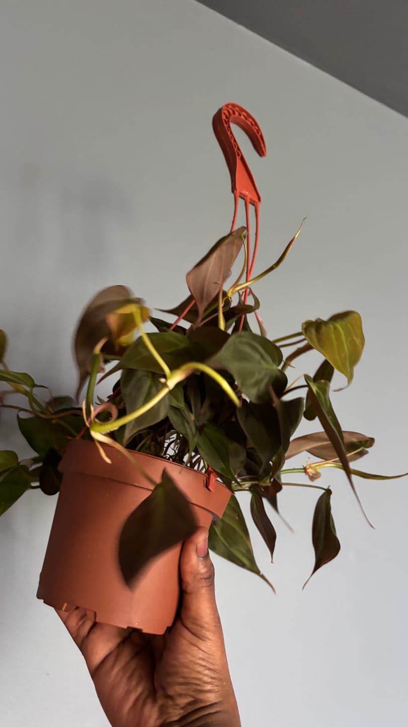 Customer photo review of Philodendron hederaceum 'Micans'