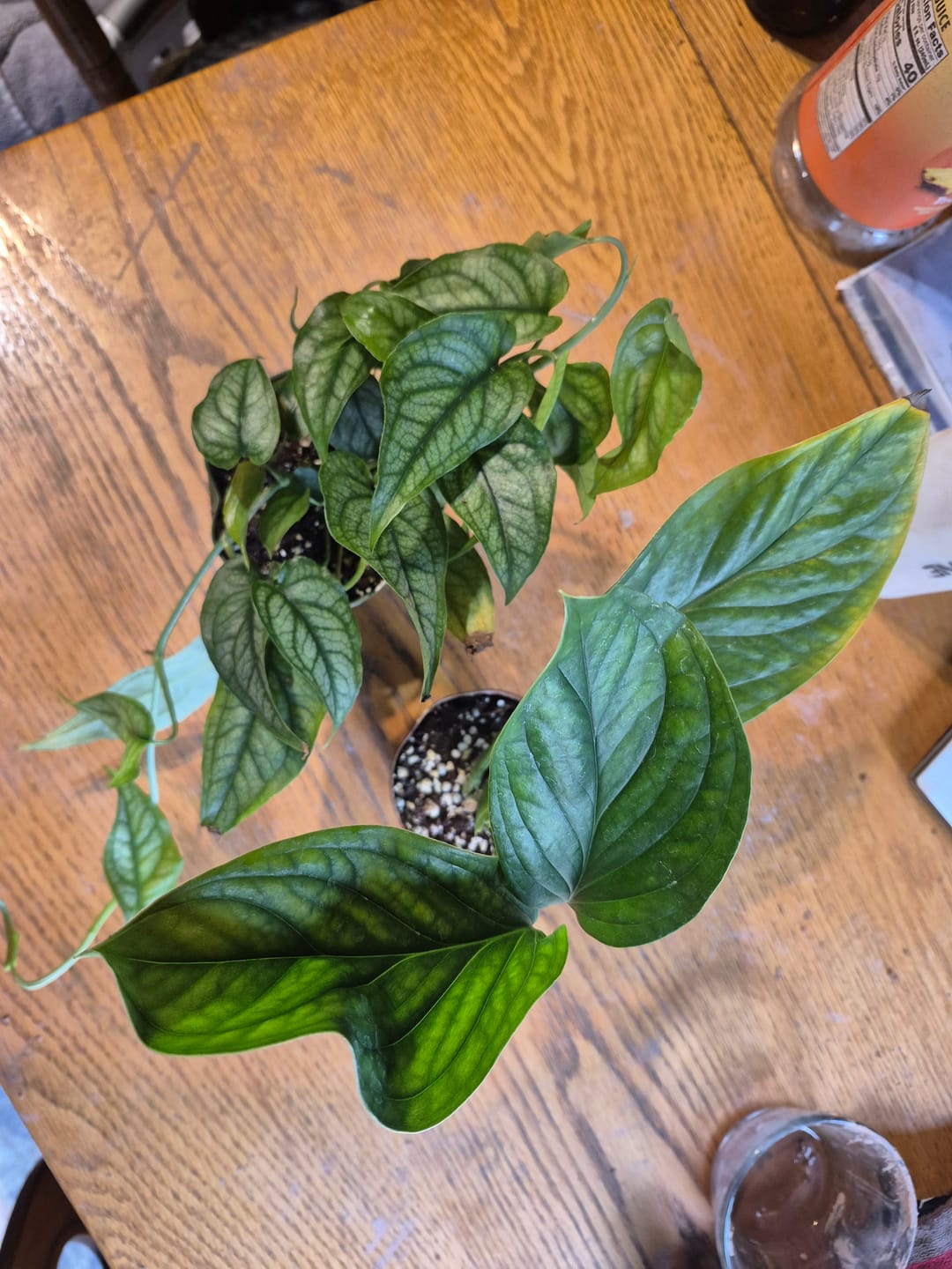 Customer photo review of Monstera pinnatipartita