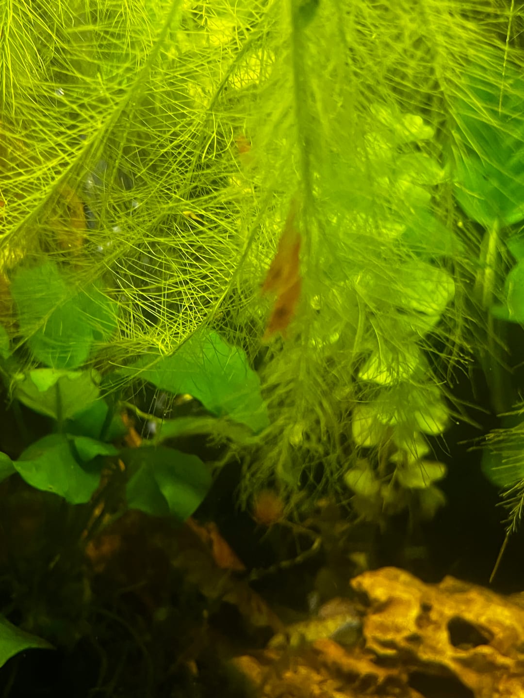 Customer photo review of Orange Rili Shrimp