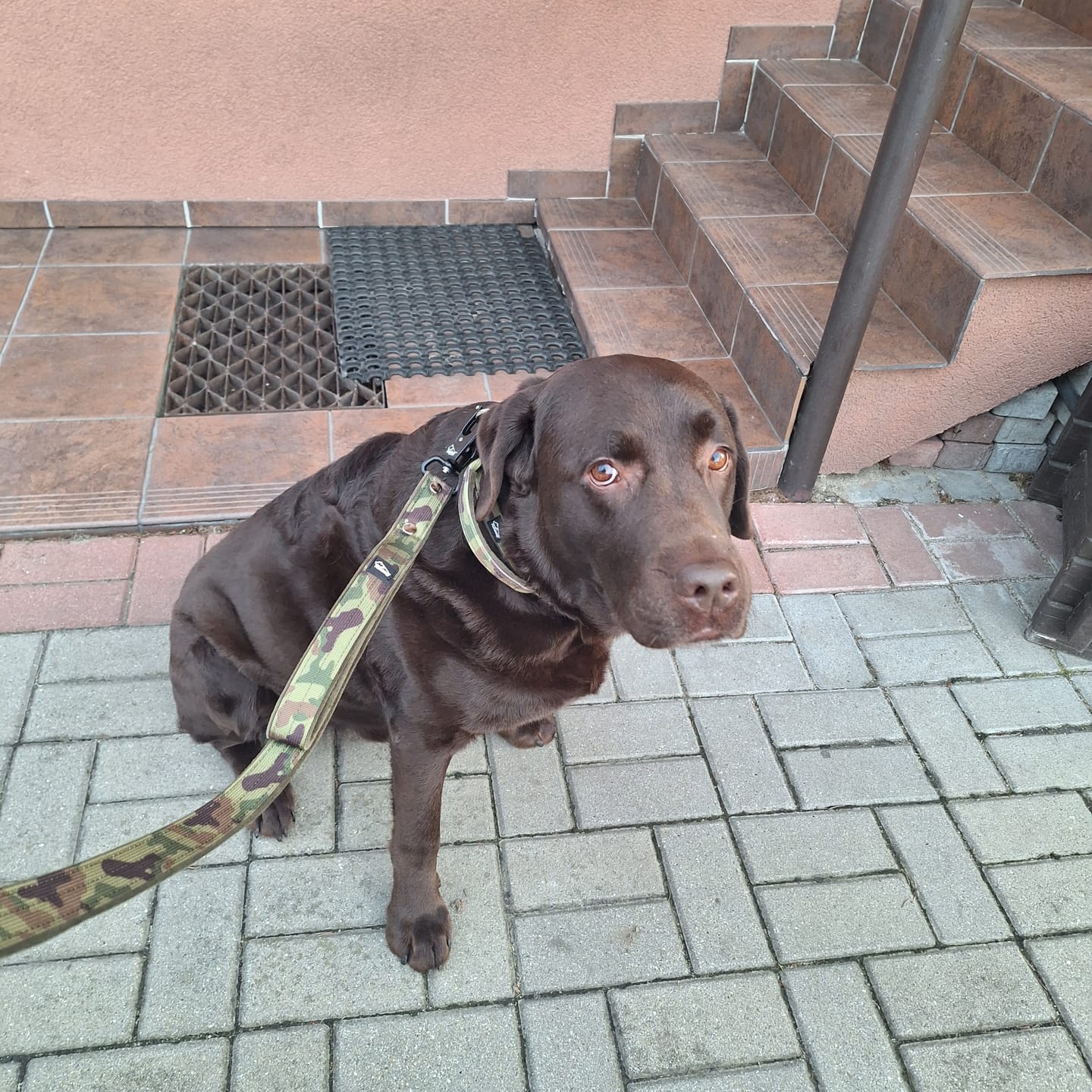 Customer photo review of Smycz z dodatkową rączką - Guard Leash Camo Green