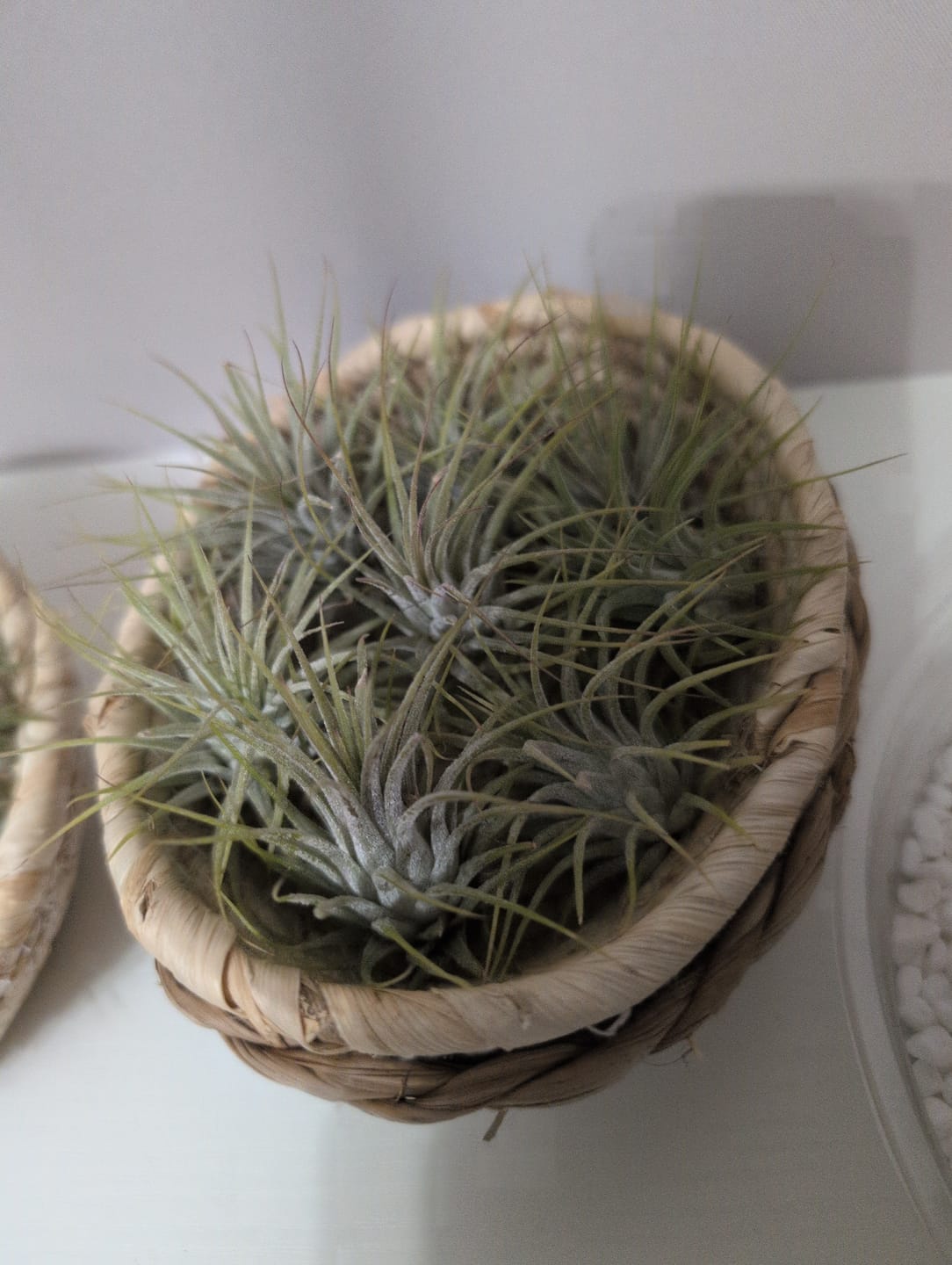 Customer photo review of Wholesale Ionantha Guatemala Medium  (Minimum Order 10)