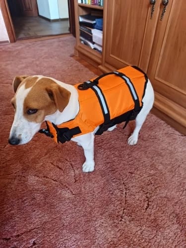 Customer photo review of TruePet Hunde-Schwimmweste mit Rettungsgriff | Reflektierend | Verstellbar | XXS-XXL