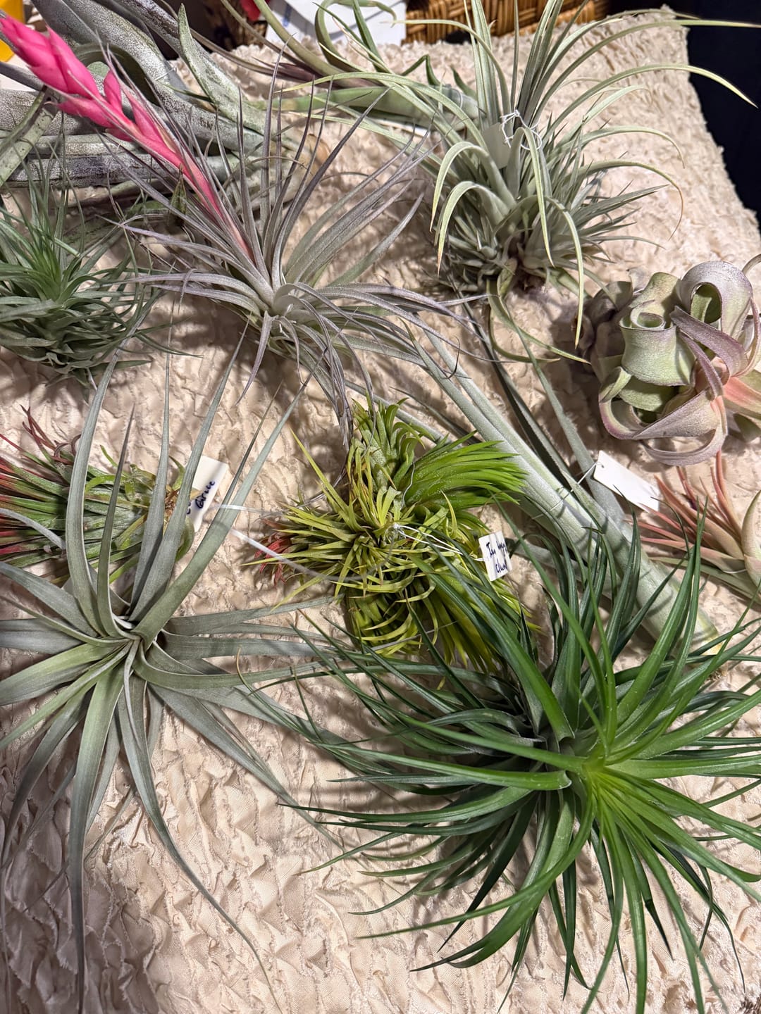 Customer photo review of Air Plant Mystery Box - Curated Tillandsia Collection | 5 Tiers Available