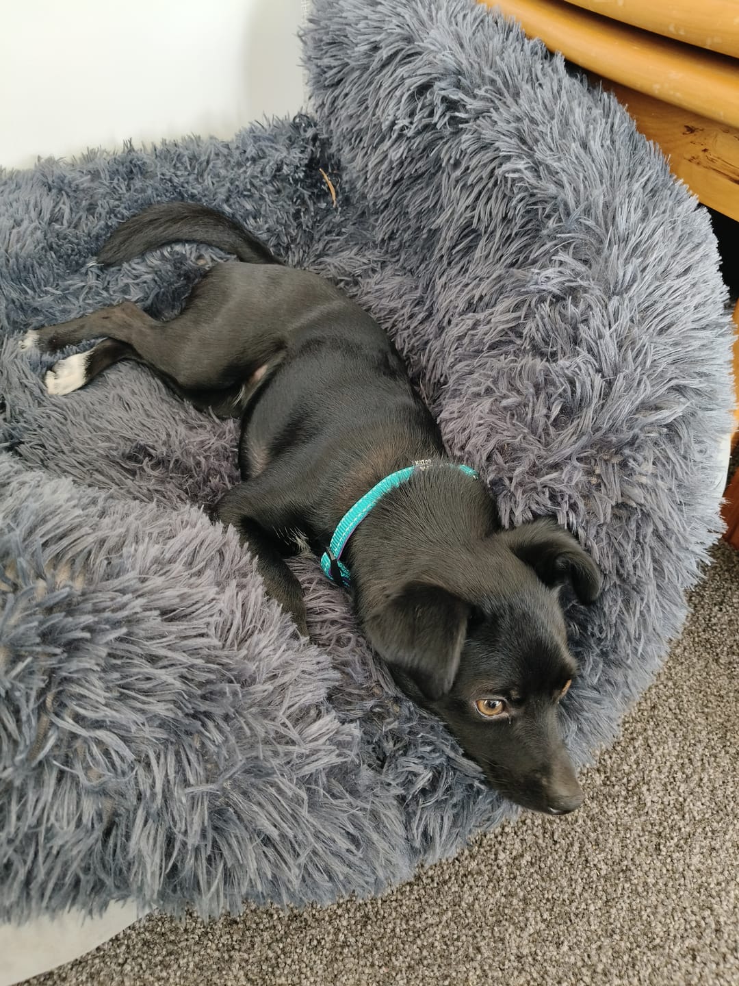 Customer photo review of Calming Couch Bed