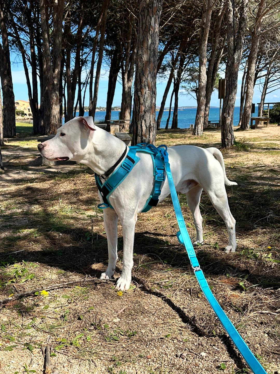 Customer photo review of Pettorina Crime 3.0