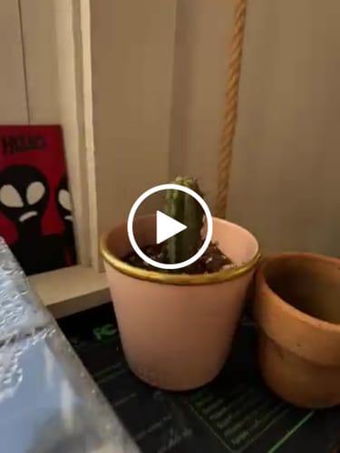 Customer video review of Trichocereus Bridgesii | Bolivian Torch Cactus