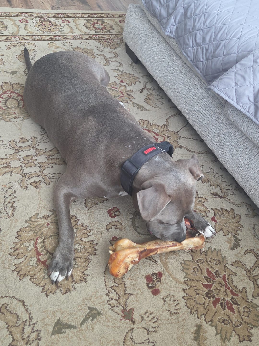 Customer photo review of Ostrich Hip Bone (12" x 5"x 3”): The Durable, Flavor-Packed Chew for Medium & Large Dogs
