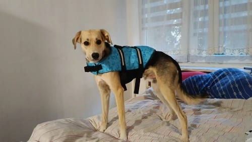 Customer photo review of TruePet Hunde-Schwimmweste mit Rettungsgriff | Reflektierend | Verstellbar | XXS-XXL