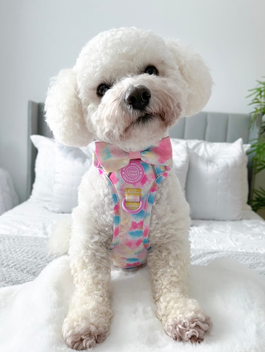 Customer photo review of Tie Dye Dog Harness - Colour Drops - Candy Floss