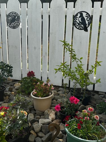 Customer photo review of Kererū Wall Art