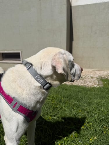 Customer photo review of 2.5cm Combat® Collar | With Handle & Rated Clip - Metal Grey
