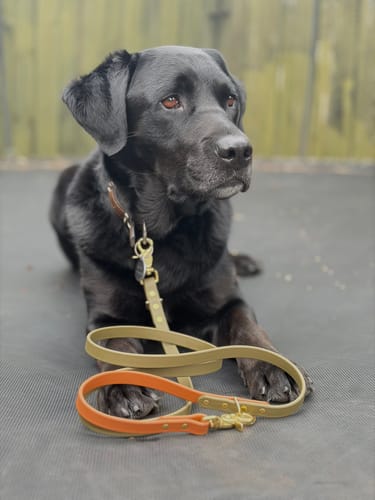 Customer photo review of Moss - Classic Biothane Dog Leash