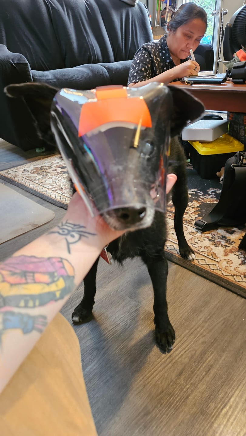 Customer photo review of OptiVizor - Regular Snout - Clear UV Tint