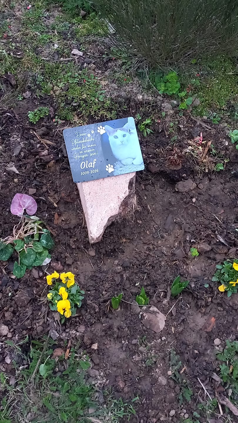 Customer photo review of Katzen Gedenktafel mit Foto & Spruch (UV- & Wetterfest)