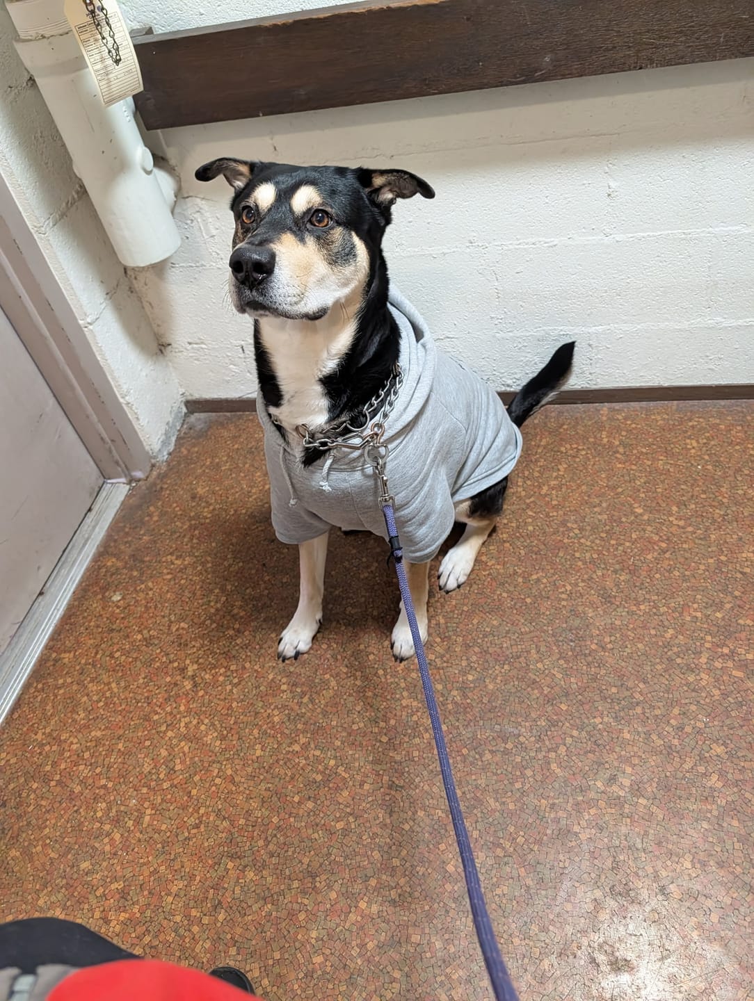 Customer photo review of RawBones Band Dog Hoodie