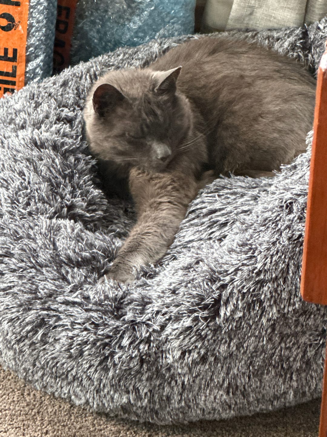 Customer photo review of Calming Pet Bed with Removable Cover