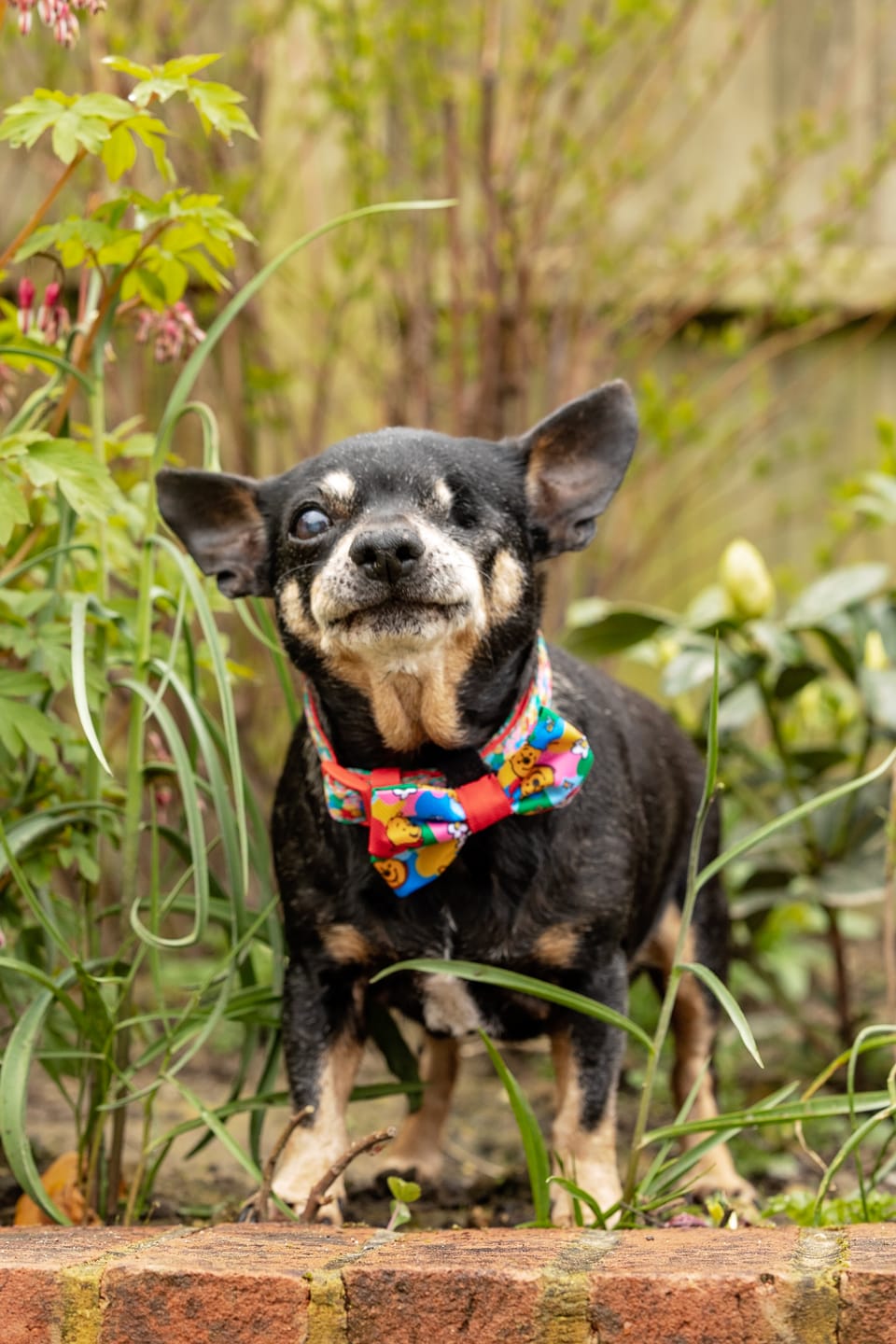 Customer photo review of Disney© Collar - Winnie Goes Retro
