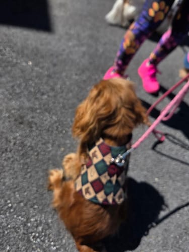 Customer photo review of The Saddlebrook Denim Dog Harness