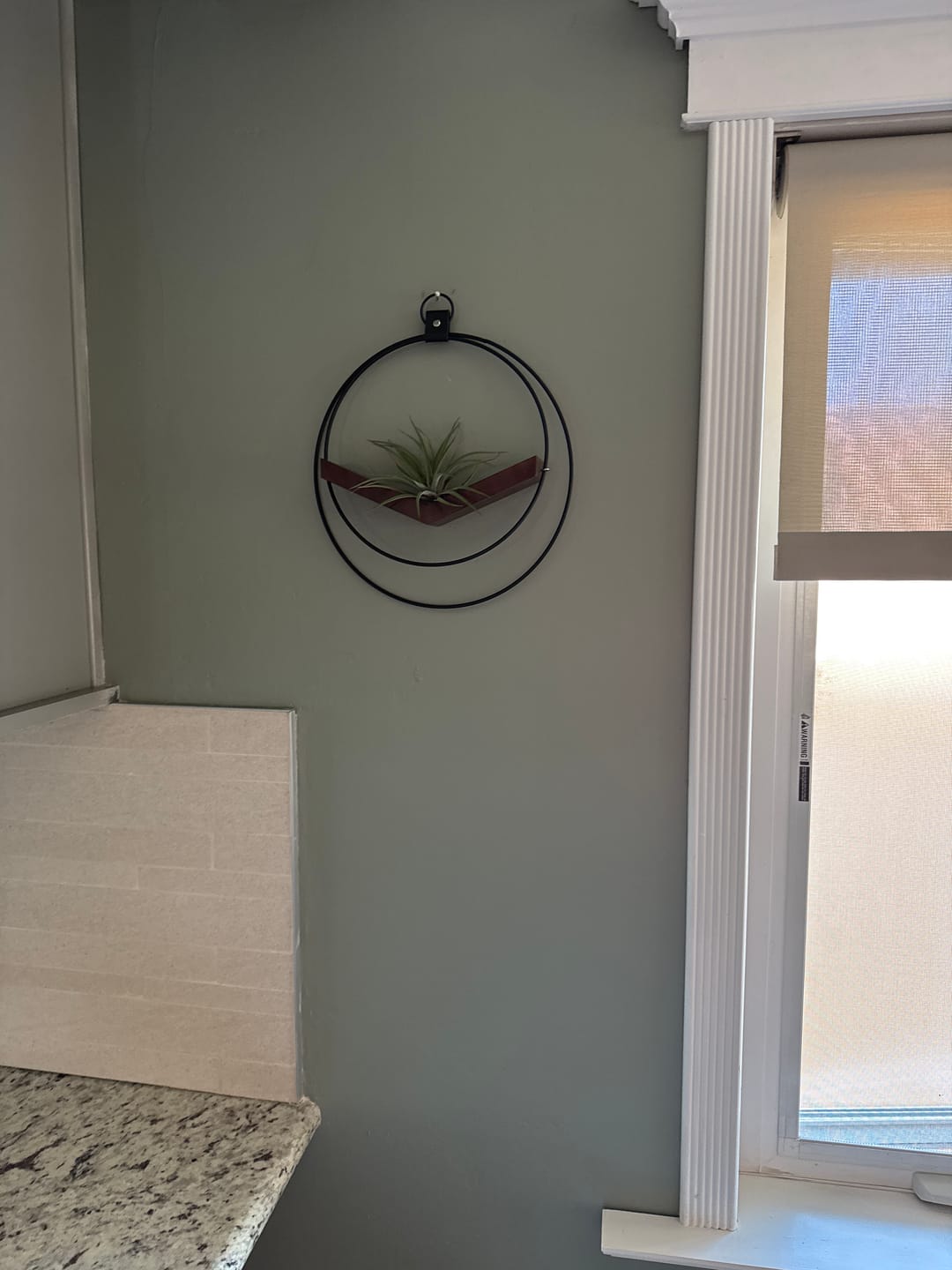 Customer photo review of Air Plant V-Hanger Duo