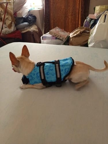 Customer photo review of TruePet Hunde-Schwimmweste mit Rettungsgriff | Reflektierend | Verstellbar | XXS-XXL