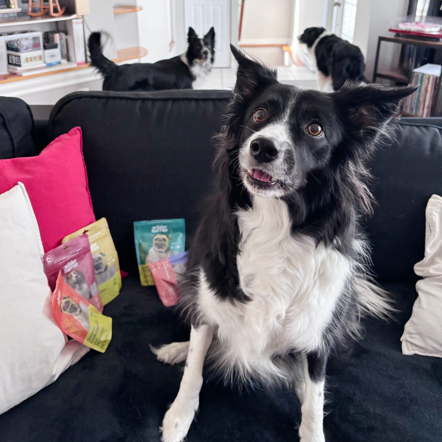 Customer photo review of 7-Bag Discovery Pack