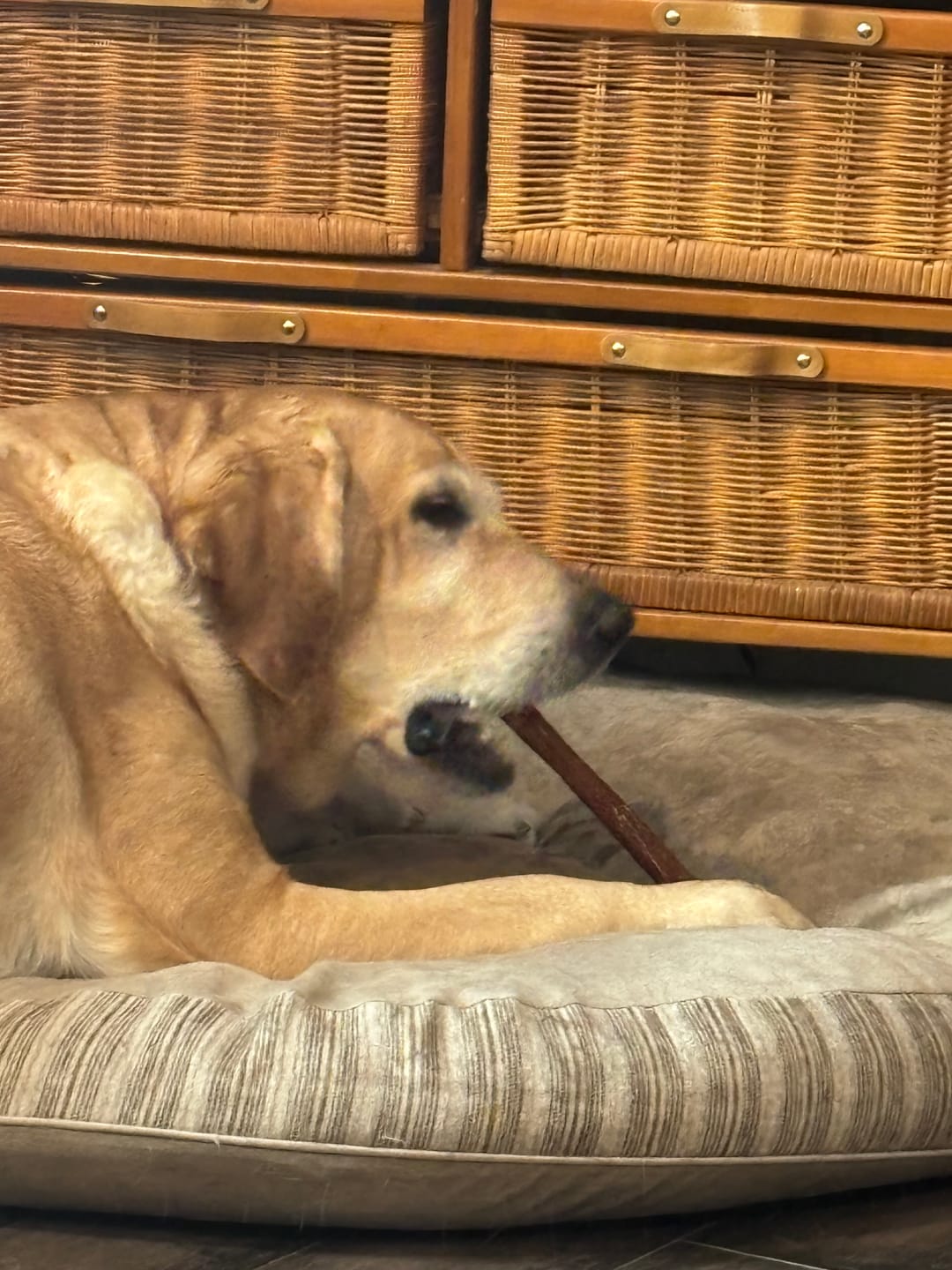 Customer photo review of 12 Inch Monster Bully Stick