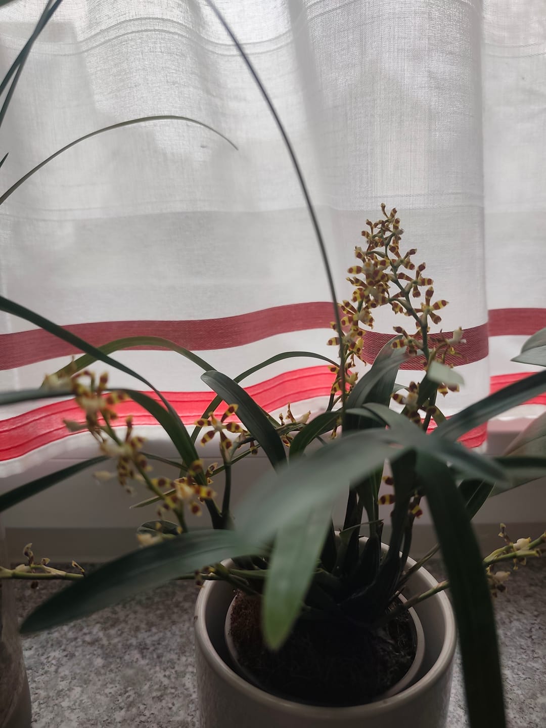 Customer photo review of Solenidiopsis tigroides Duftorchidee mit 1+ Rispen Rarität