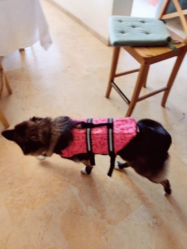 Customer photo review of TruePet Hunde-Schwimmweste mit Rettungsgriff | Reflektierend | Verstellbar | XXS-XXL