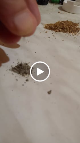 Customer video review of Biscotti Mintz 31% THCA