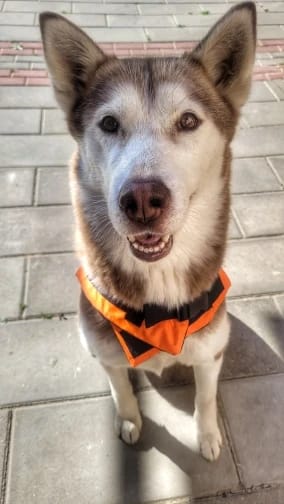 Customer photo review of TruePet Hunde-Schwimmweste mit Rettungsgriff | Reflektierend | Verstellbar | XXS-XXL