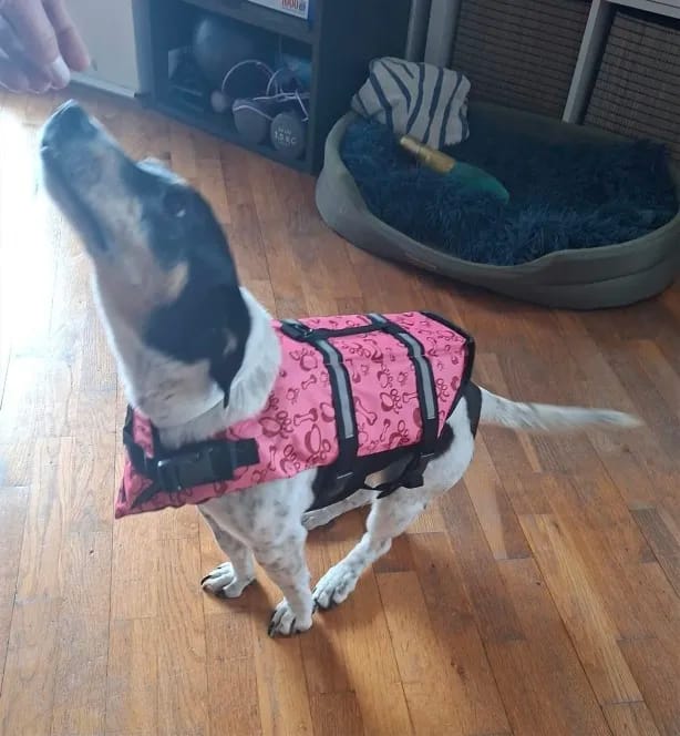 Customer photo review of TruePet Hunde-Schwimmweste mit Rettungsgriff | Reflektierend | Verstellbar | XXS-XXL