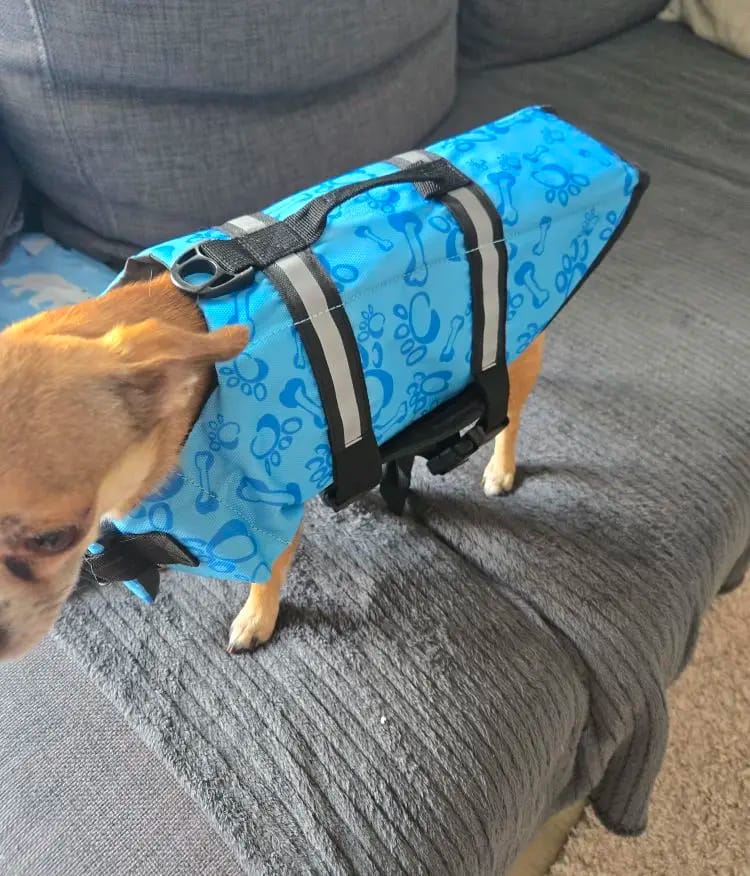 Customer photo review of TruePet Hunde-Schwimmweste mit Rettungsgriff | Reflektierend | Verstellbar | XXS-XXL