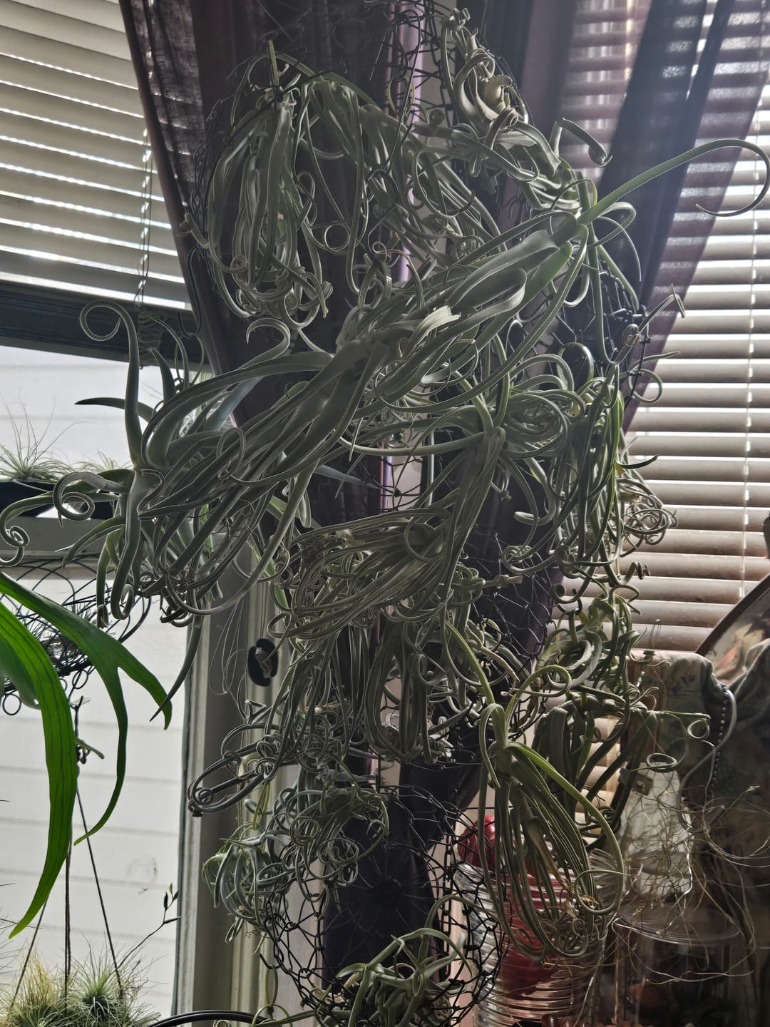 Customer photo review of Duratii Thick Leaf Giant Form  SALE!!!