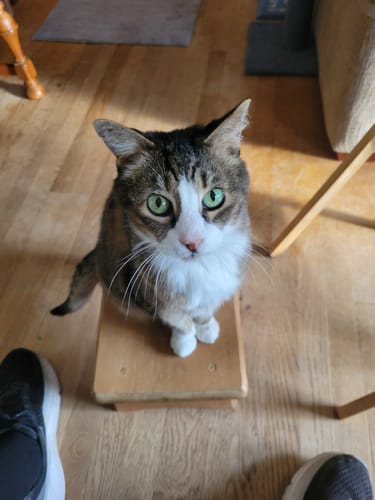 Customer photo review of Cat Itchy Skin & Healthy Coat Remedy