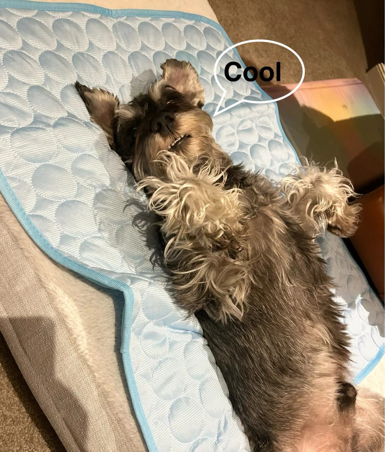 Customer photo review of TruePet Kühlmatte für Hunde & Katzen | Selbstkühlend ohne Strom | XS bis 2XL