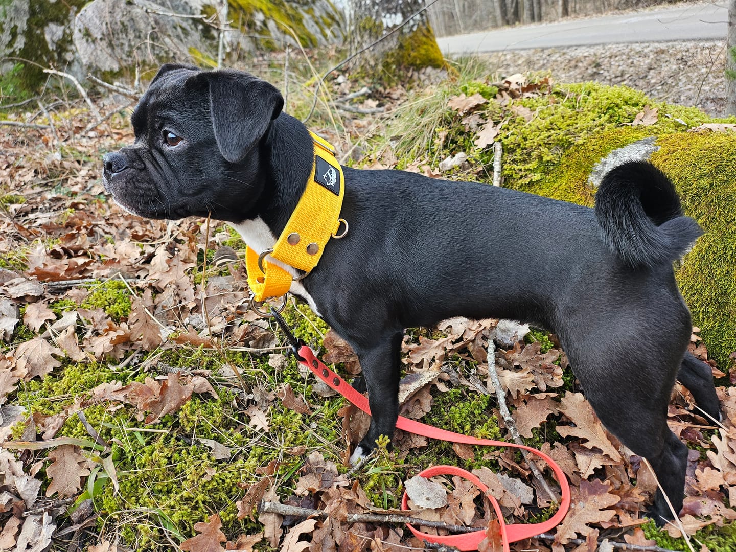 Customer photo review of Martingale Gult - Brett fodrat halsband halvstryp