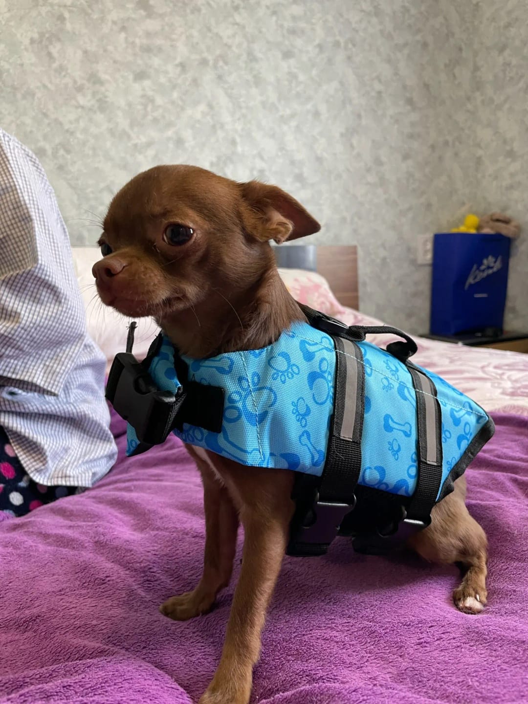 Customer photo review of TruePet Hunde-Schwimmweste mit Rettungsgriff | Reflektierend | Verstellbar | XXS-XXL