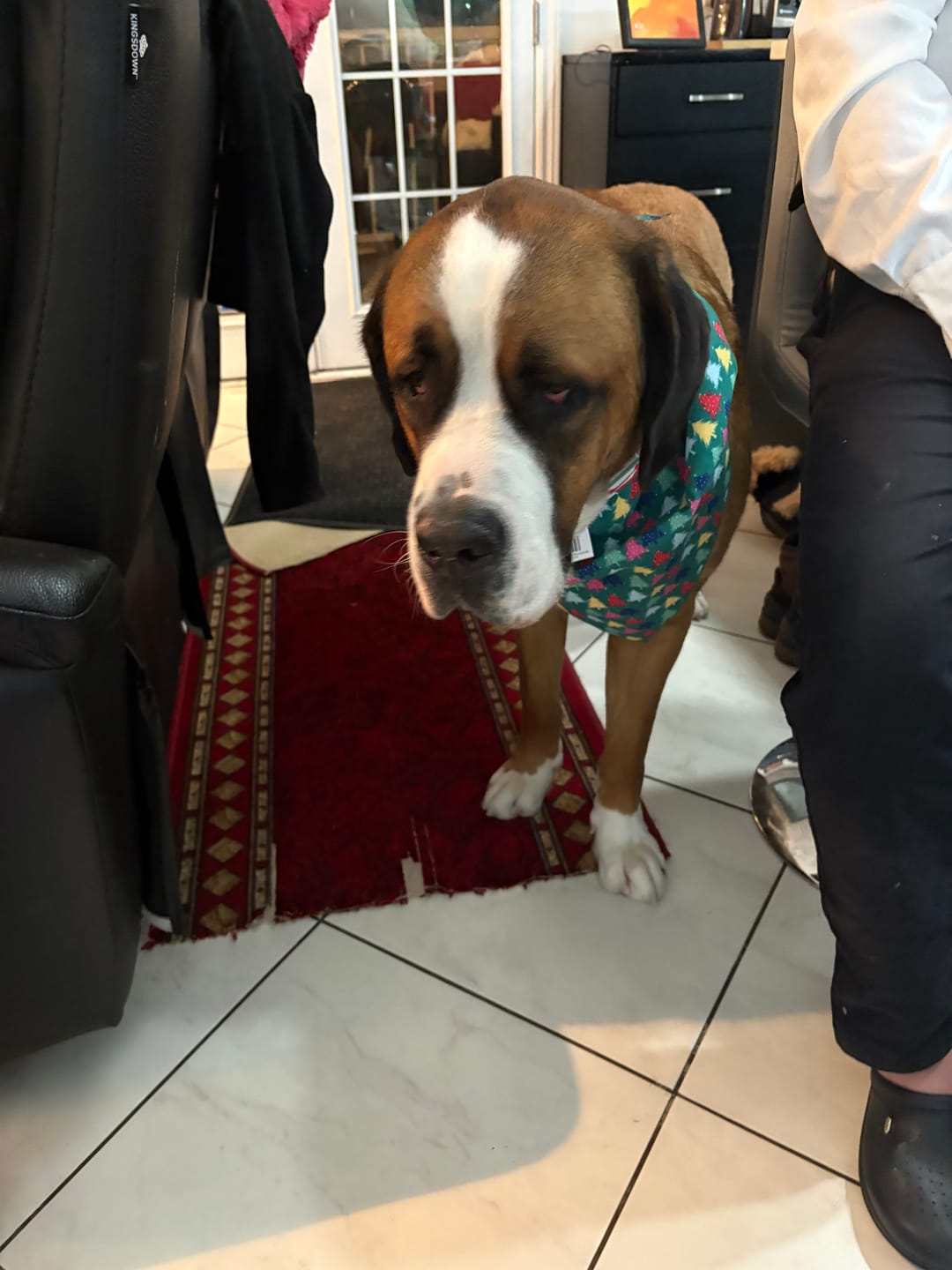 Customer photo review of Smack Lip-Smacking Lamb Recipe for Dogs